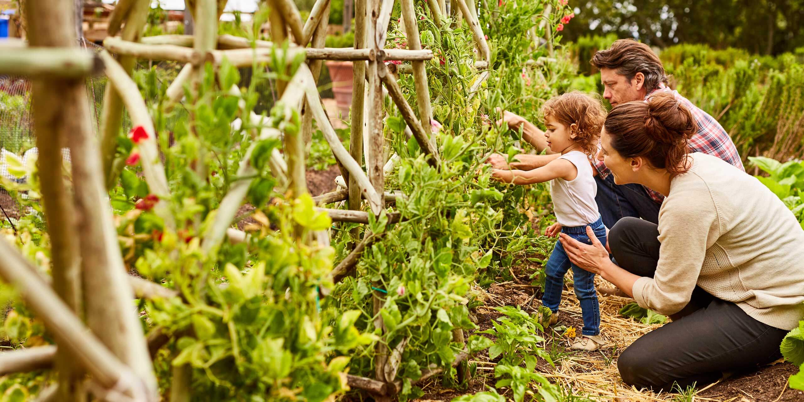 Ein Kleinkind und seine Eltern ernten Gemüse im Garten. 